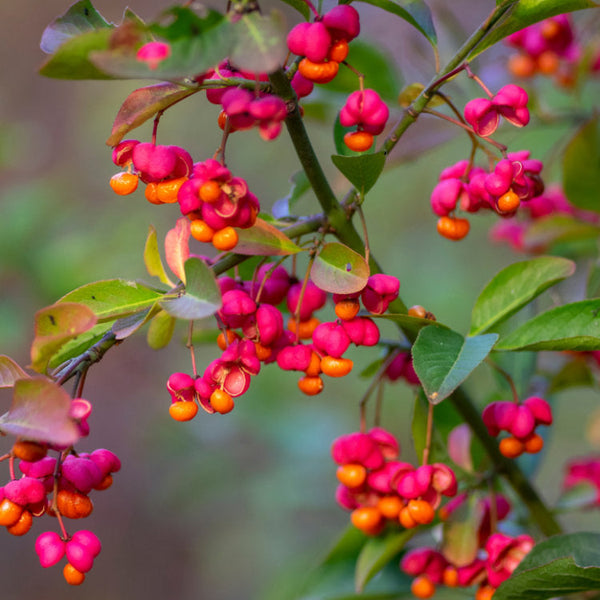 Euonymus Trees | Spindle Trees