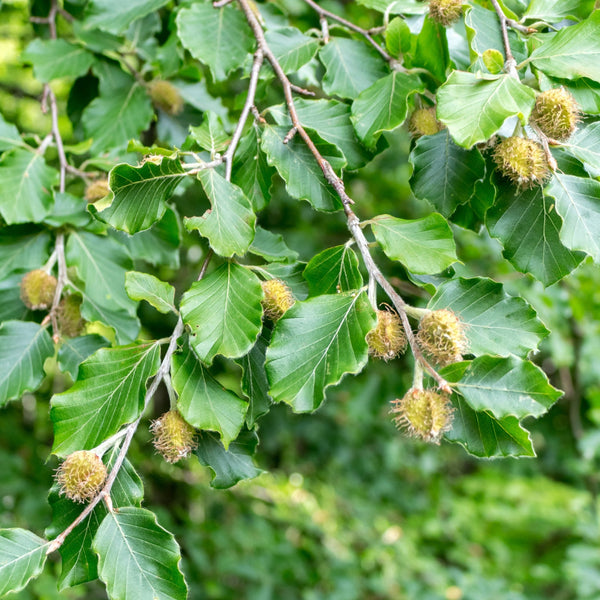 Fagus Beech tree branch