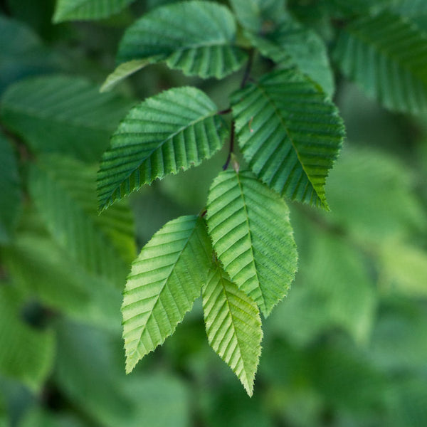 Hornbeam Trees | Carpinus Trees