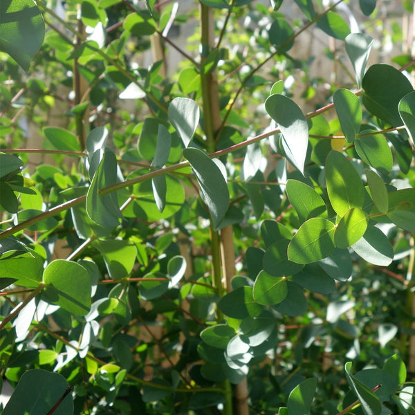 Eucalyptus tree leaves