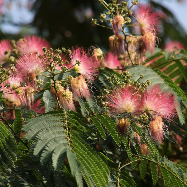 Silk tree