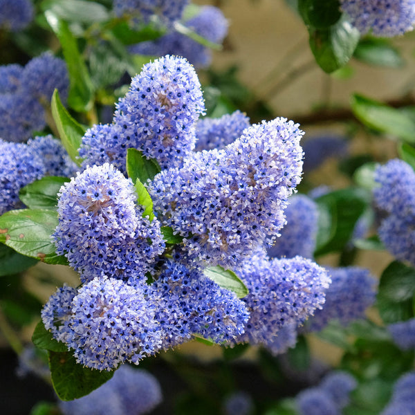 Blue/Purple Flowering Trees