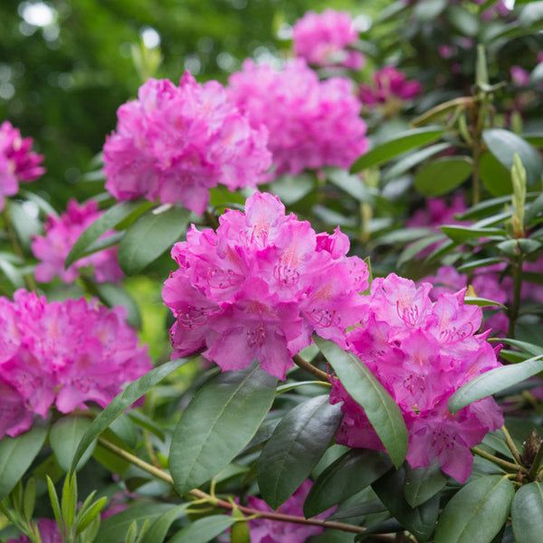 Flowering Shrubs