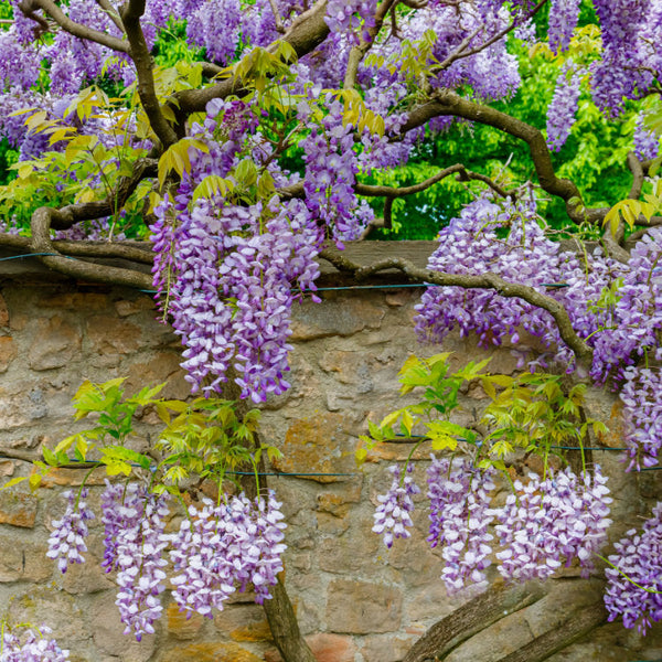 Climbing Plants