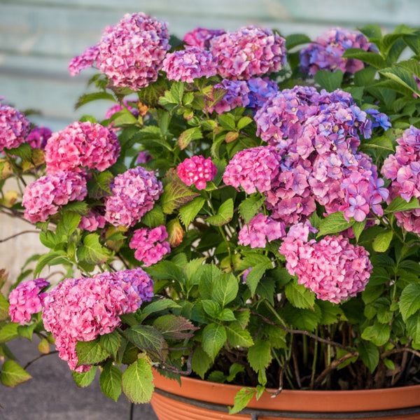 Shrubs For Pots