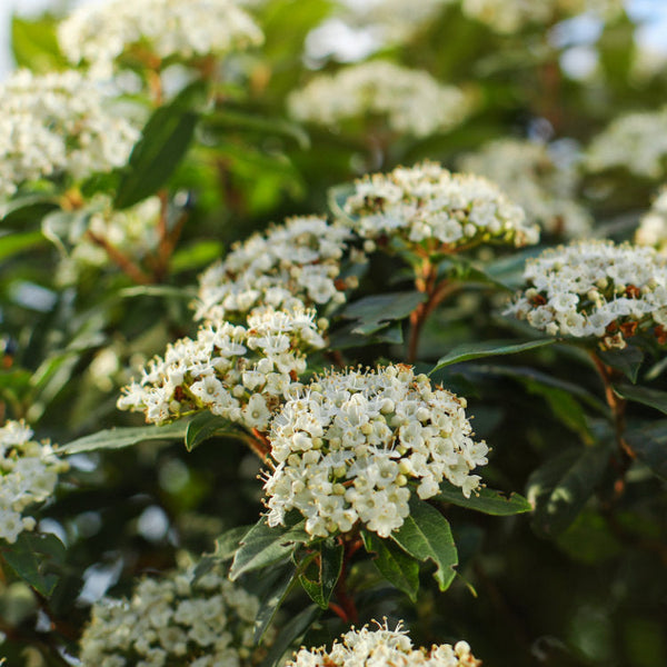 Shrubs For Clay Soil