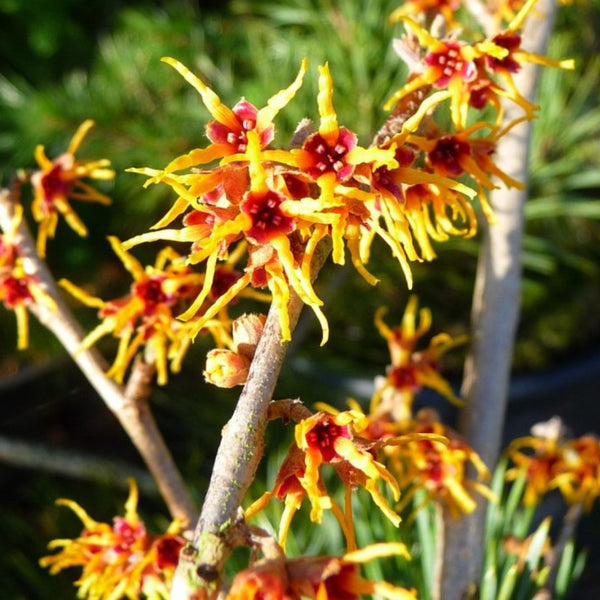 Witch Hazel Trees | Hamamelis Trees