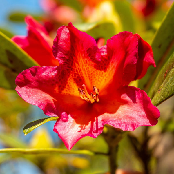 Rhododendron & Azalea