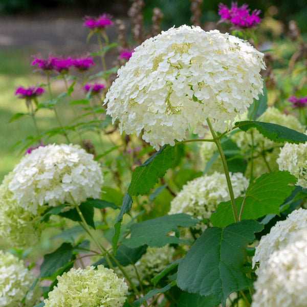 Hydrangea