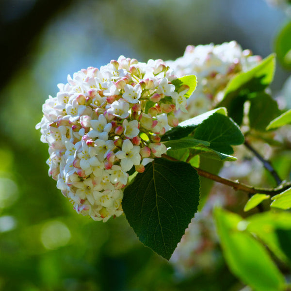 Viburnum