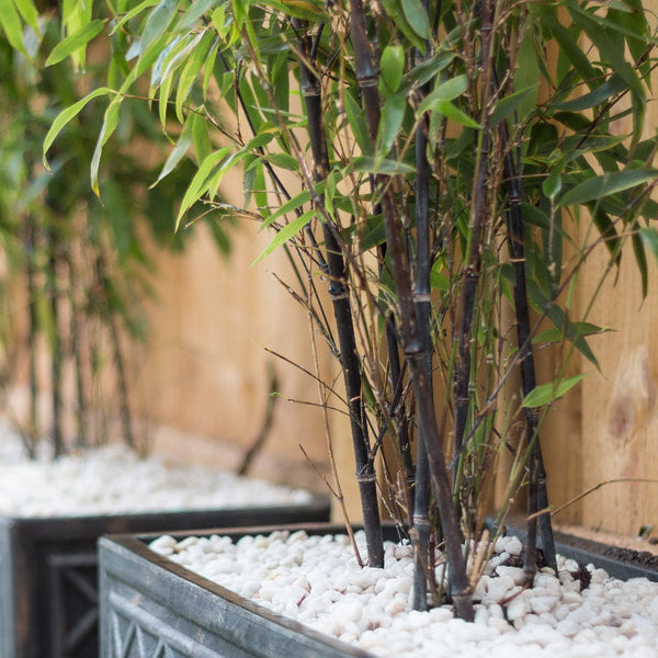 Bamboo Plants | Phyllostachys