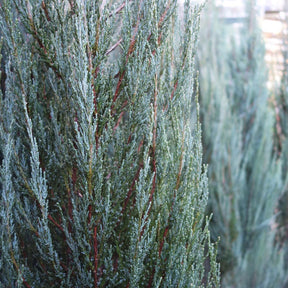 Blue Juniper tree