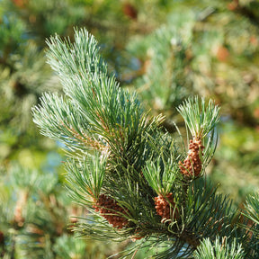 Pine tree closeup