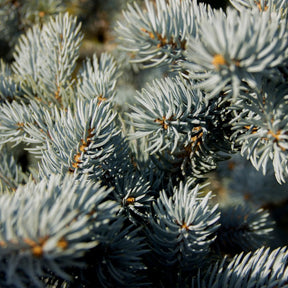 Blue Spruce tree