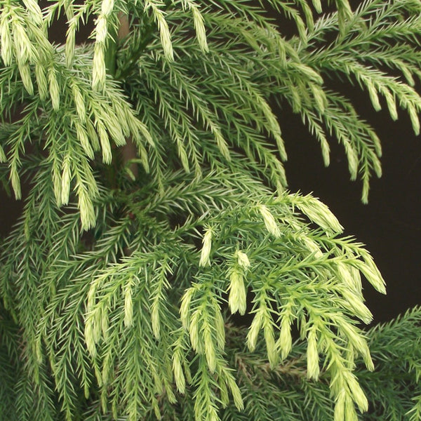 Cryptomeria Trees