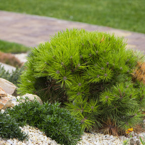 Small Conifer shrub