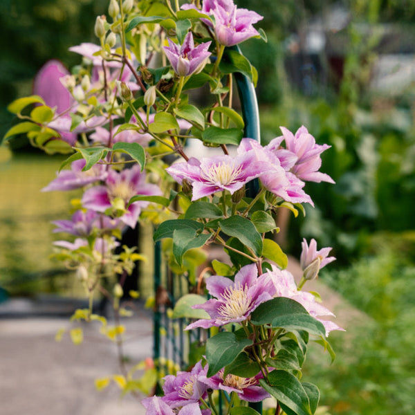 Clematis