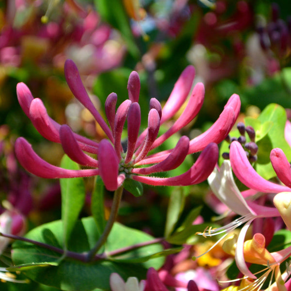 Honeysuckle | Lonicera