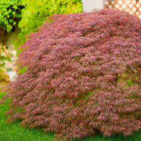 Weeping Japanese Maples