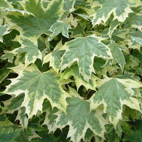 Norway Maple Trees