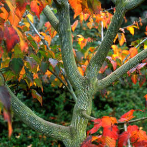 Snake Bark Maple Trees