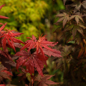 Maple  tree leaves