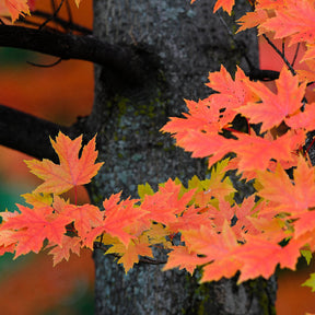 Colourful Maple leaves