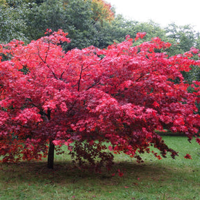 Mature Japanese Maples