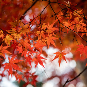 Japanese Maple