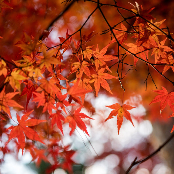 All Japanese Maples