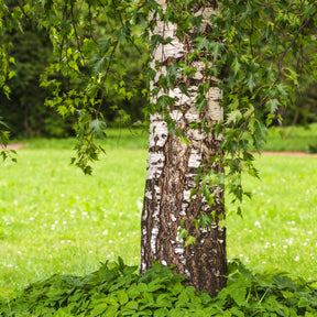 Ornamental Tree Offers