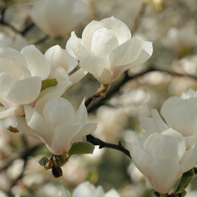 White flowers