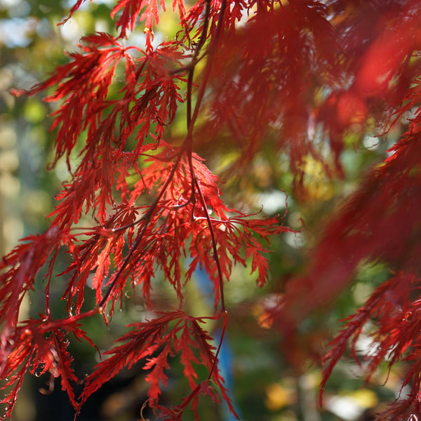 Maple Trees | Acer Tree