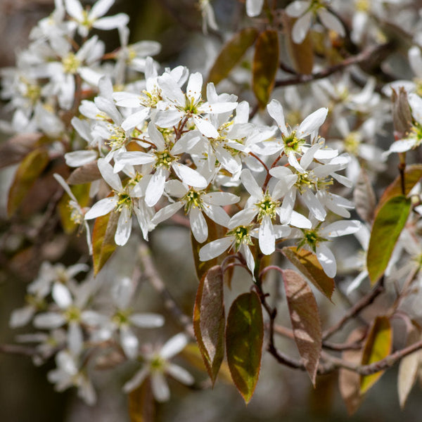 Amelanchier tree flowers