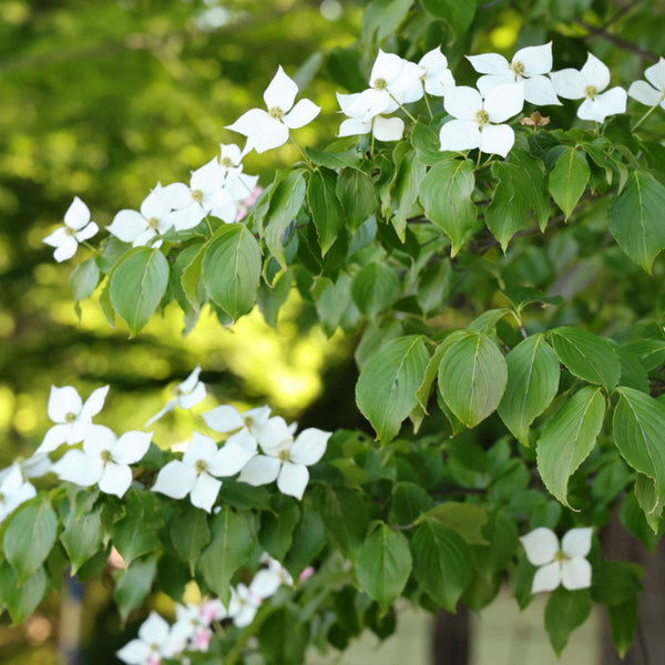 Cornus Flowering Dogwood