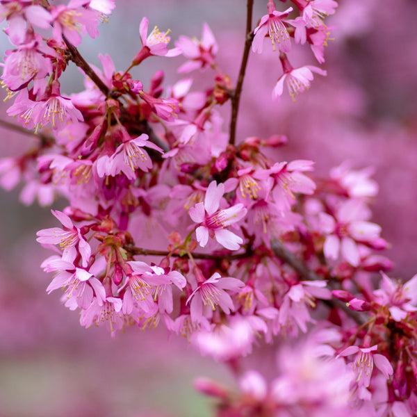 Flowering Cherry Blossom tree in bloom