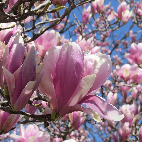 Magnolai flowers