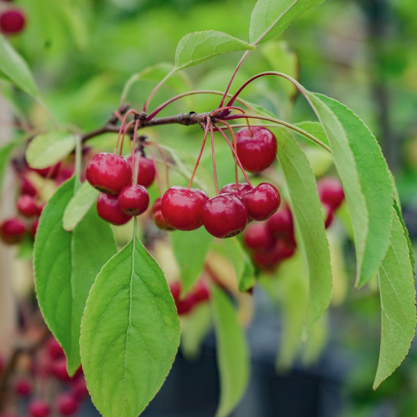 Crab apples on Malus tree