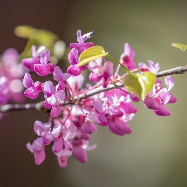 Cercis flowers