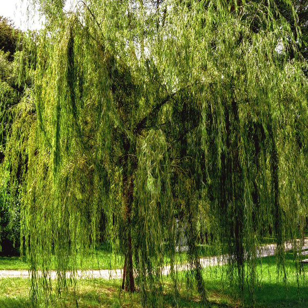 Weeping Willow tree