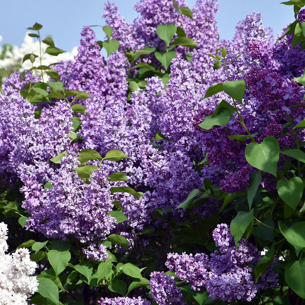 Lilac Tree | Syringa Trees