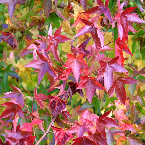 Liquidambar Sweet Gum tree autumn leaves