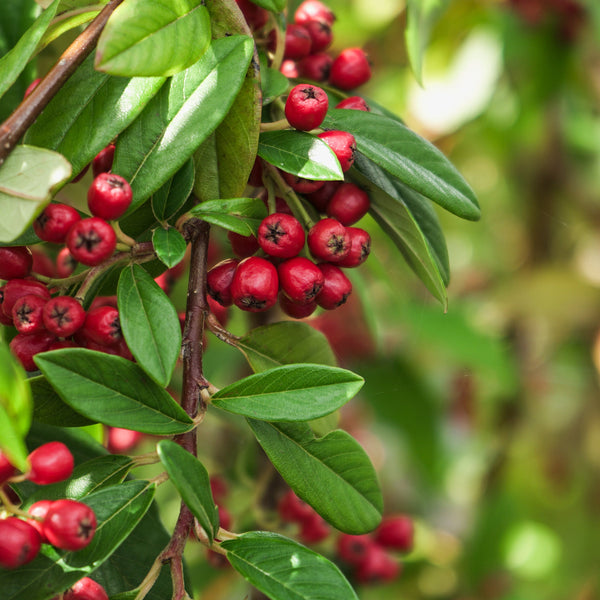 Cotoneaster Trees