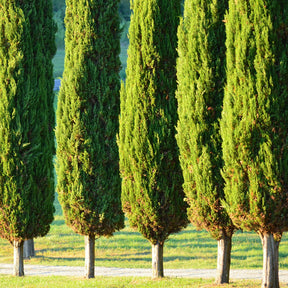 Conifers in row