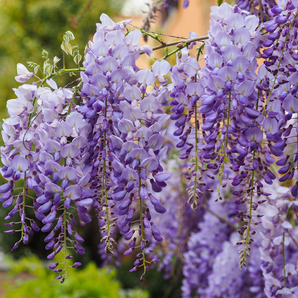 Flowering Wisteria