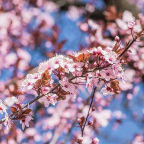 All Cherry Blossom Trees