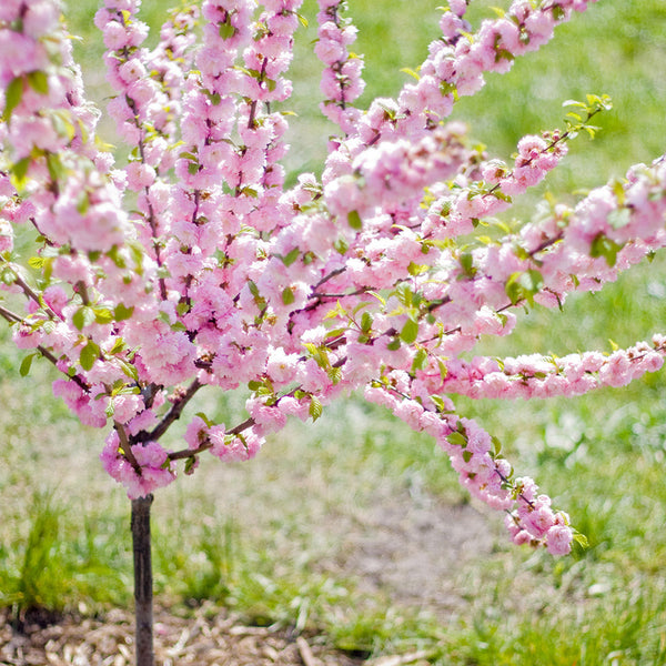 Flowering Cherry Trees For Small Gardens