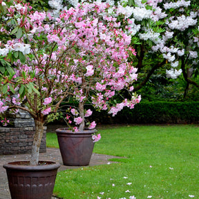 Flowering trees in pots