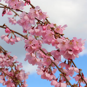 Weeping Flowering Cherry Trees