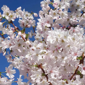 White Flowering Cherry Trees